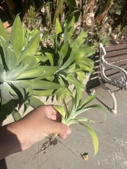 Agave Plant Babies