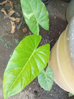 Planta oreja de elefante