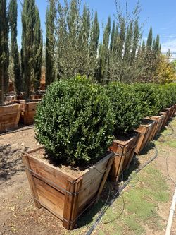 Boxwood globes