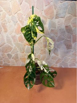 Monstera Albo Adansonii Plant - 6inch #14