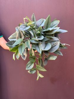 6” xl Scindapsus moonlight very full