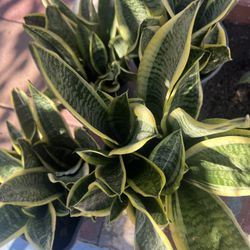 Snake Plants