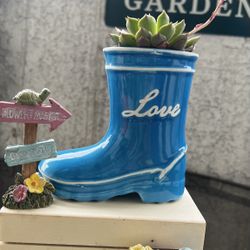 Succulent Arrangements 