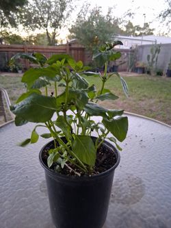 Yerbabuena (mint)$7