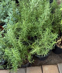 Rosemary!10 Each Price Firm