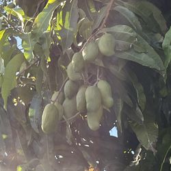 Mangos 🥭 