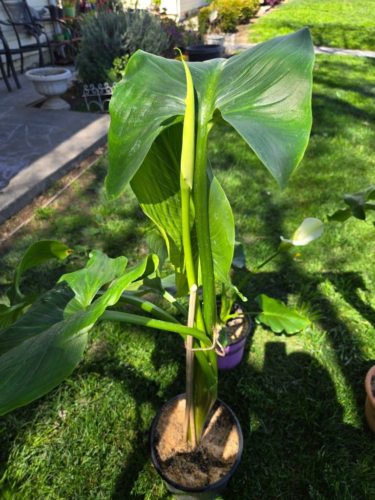 Alkatras Plants For Sale