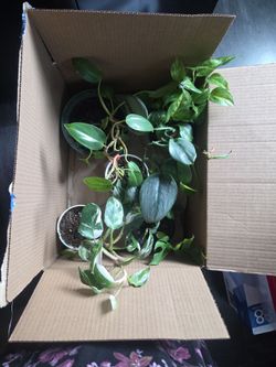 Rare Assorted 5 plants 🪴 Bundle