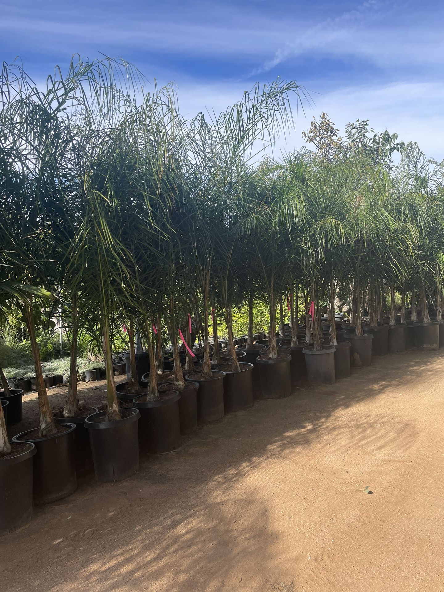 15 Gallon Size Queen Palm Trees - Approximately 6-8 Feet Tall