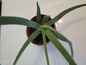 Aloe Vera/sabila Plants $10
