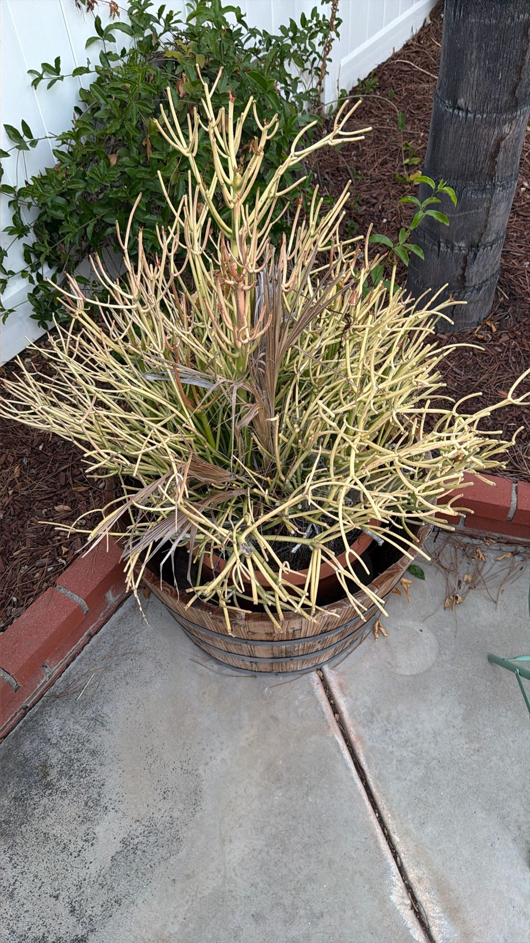 Plant Only With Clay Pot