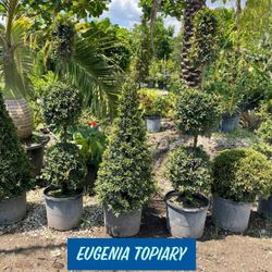 Eugenia Topiary FROM $25