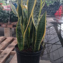 Snake Plant - 3gl