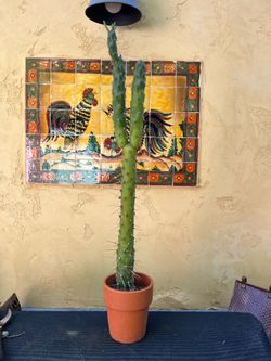 Tall Eves Pin cactus / plant