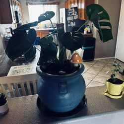 Big Monstera Plant In Very Nice Pot With Moss Pole! Very Heathy !! And Strong 
