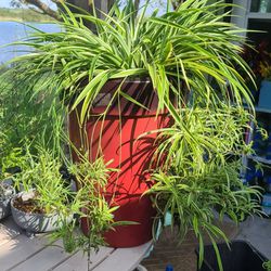 Fabulous and healthy spider plant.