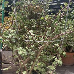 XL succulent