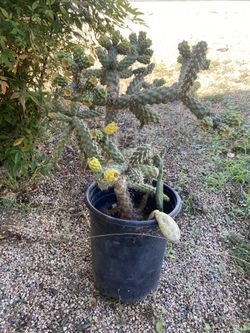 Cactus