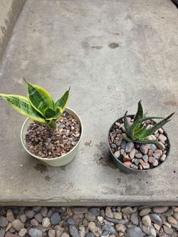 BIRD NEST SNAKE PLANT    /   ALOE CHRISTMAS CAROL DARK GREEN RED " TEETH  " ALONG THE EDGE