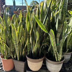 Snake Plants 