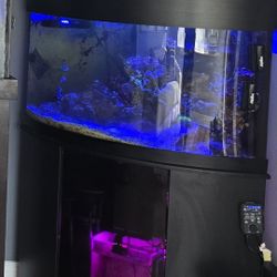 55 Corner Aquarium 