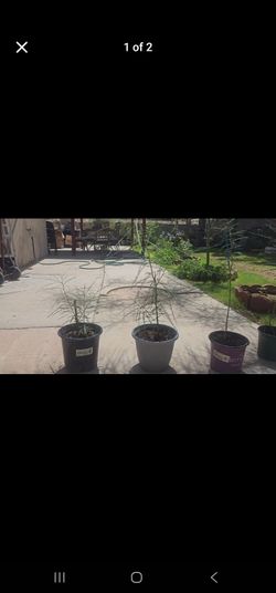 Mexican Variety Palo Verde