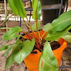 Planta Manzo Large Container