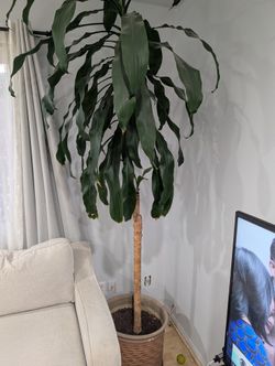 Tall Corn Plant With Big Pot