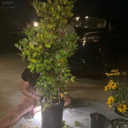 Exam Pyramid Large Hedge.  