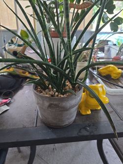 Sanseveria Fernwood Mikado