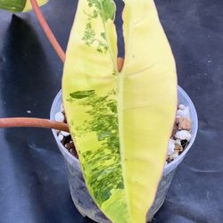 Philodendron Billietiae Variegated 