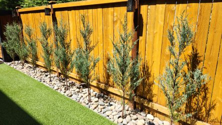 (Nine total) 4' Blue Arrow Juniper Shrubs