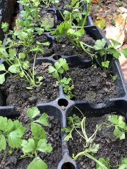 Chinese Celery Seedlings $10 for 10