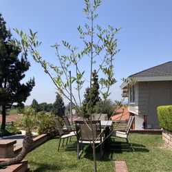 8’ Tall Potted Tree - Perfect For Patio - Porch  or Planting 