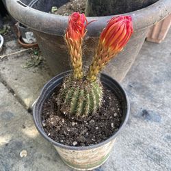 Cuctus Plant 