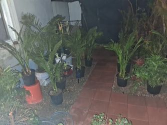 acclimatized plants, for $30 Dlrs