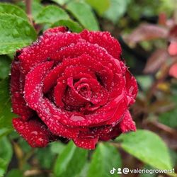 Rose Bush 