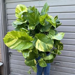 10” hawaiian pothos