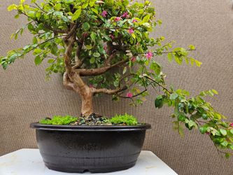 Old Chinese Fringe ( Chionanthus Retusus - Hồng Phụng ) Bonsai Tree Tree,