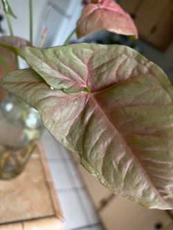 Planta en agua