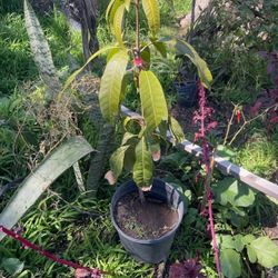Mango Petacon