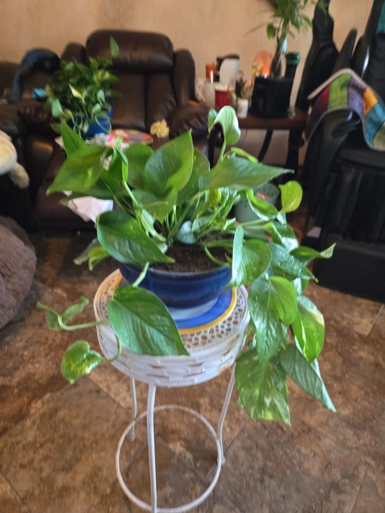 Pothos Plant In 8in Ceramic Pot With Ceramic Plate