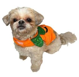Pumpkin Dog Costume