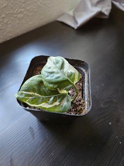 Easy Care N'Joy Pothos Indoor Plant