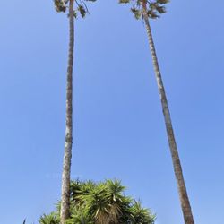 Palm Trees For sale
