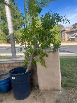 Free tree and snake plants