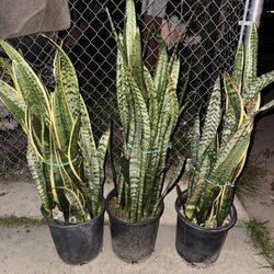 Snake Plant