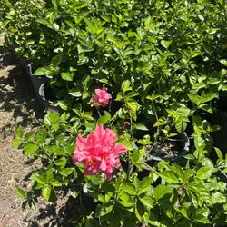 5 Gal Hibiscus 