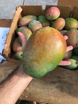 6Box FL ORGANIC MANGOS No Fiber