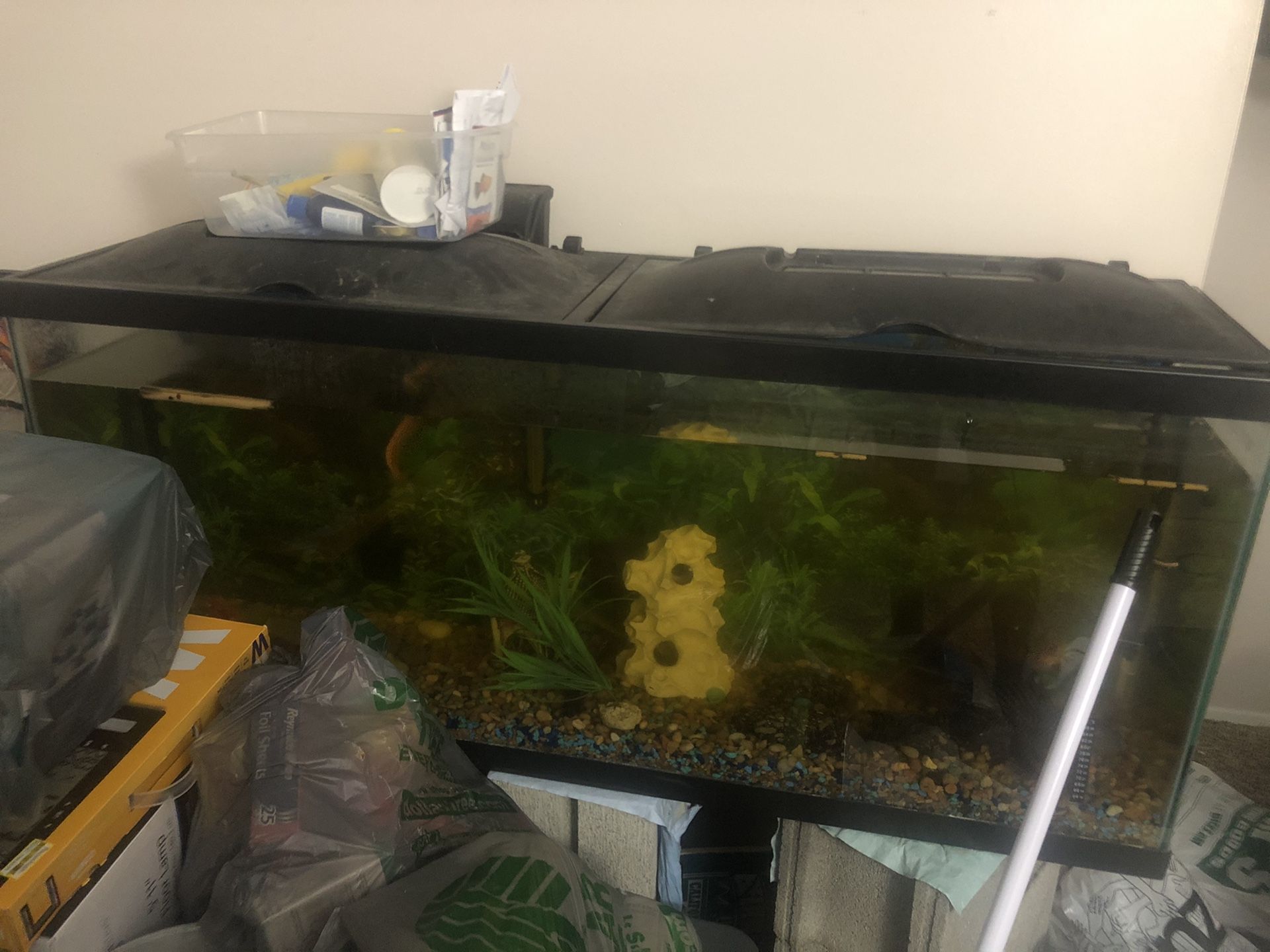 Selling my fish with tanks, one 50 gallon and one 30 gallon